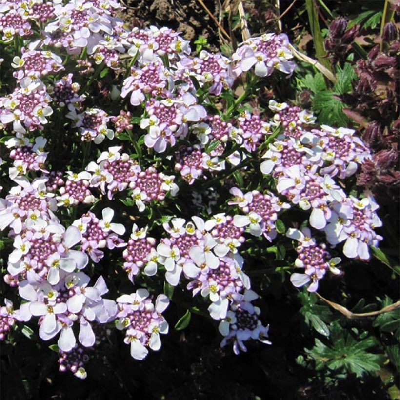 Iberis sempervirens Pink Ice - Immergrüne Schleifenblume (Flowering)
