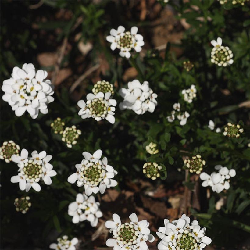 Iberis sempervirens Weisser Zwerg - Immergrüne Schleifenblume (Flowering)