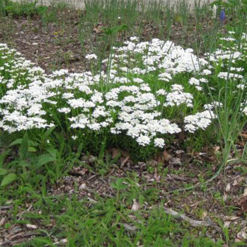 Iberis sempervirens Weisser Zwerg - Immergrüne Schleifenblume (Plant habit)