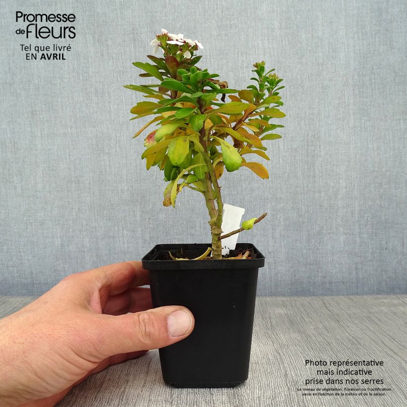 Exemplar von Iberis sempervirens Weisser Zwerg - Immergrüne Schleifenblume Kleine Töpfe von 8/9 cm wie im Frühjahr geliefert