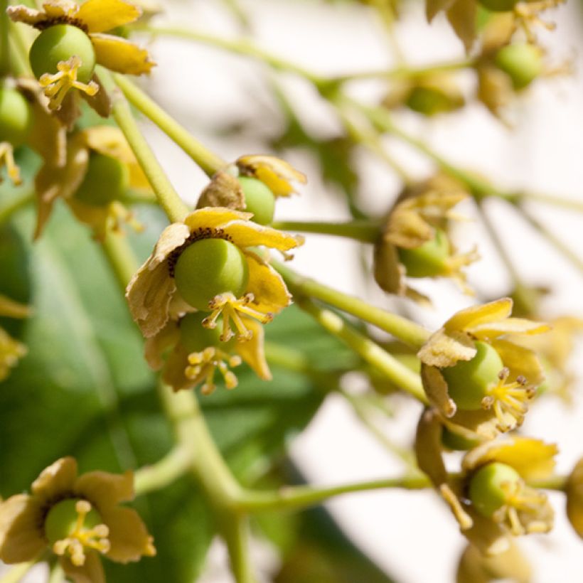 Idesia polycarpa - Orangenkirsche (Flowering)