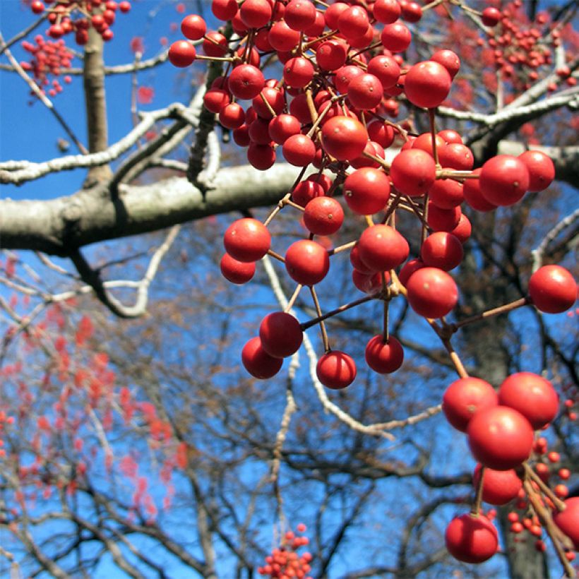 Idesia polycarpa - Orangenkirsche (Harvest)