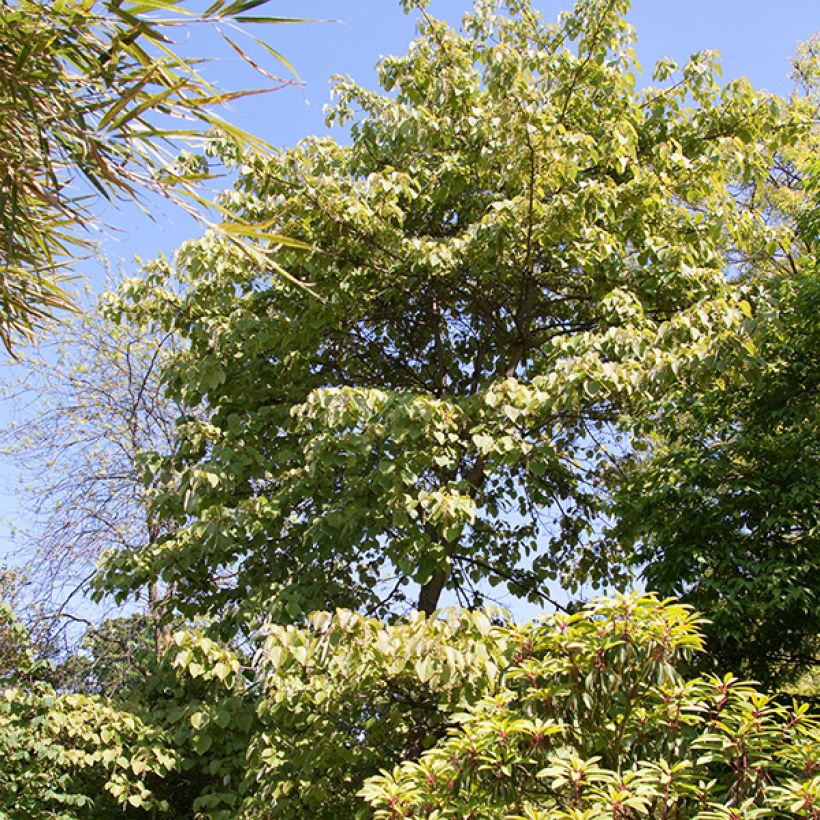 Idesia polycarpa - Orangenkirsche (Plant habit)