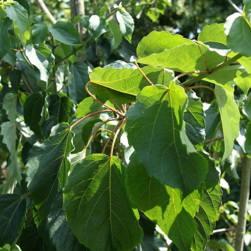 Idesia polycarpa var.vestita - Orangenkirsche (Foliage)