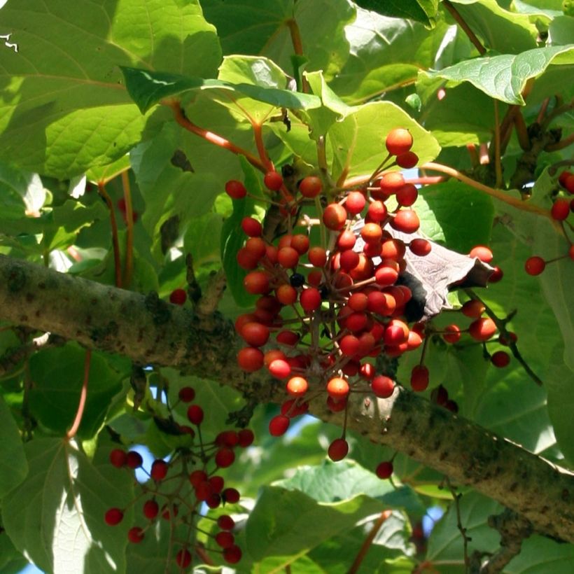 Idesia polycarpa var.vestita - Orangenkirsche (Harvest)