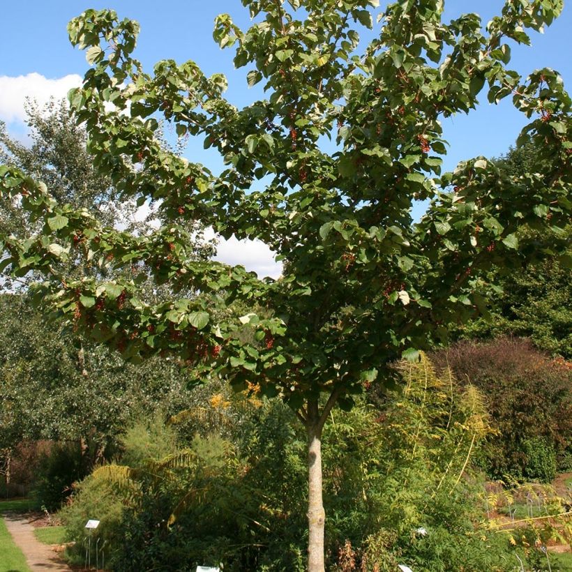 Idesia polycarpa var.vestita - Orangenkirsche (Plant habit)