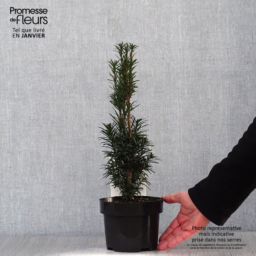 Exemplar von Säuleneibe Black Tower - Taxus baccata fastigiata Topf mit 2L/3L wie im Winter geliefert