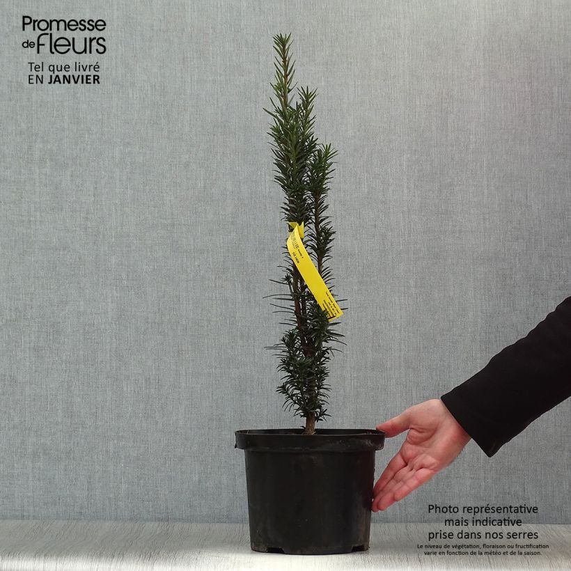 Exemplar von Säuleneibe Black Tower - Taxus baccata fastigiata Topf mit 4L/5L wie im Winter geliefert