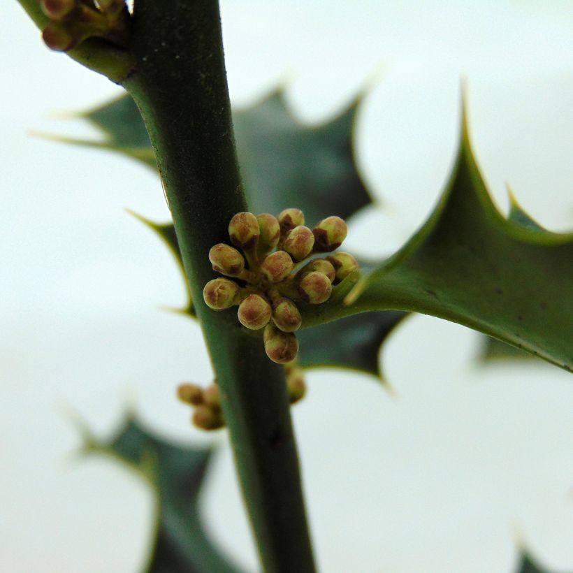 Europäische Stechpalme - Ilex aquifolium (Flowering)