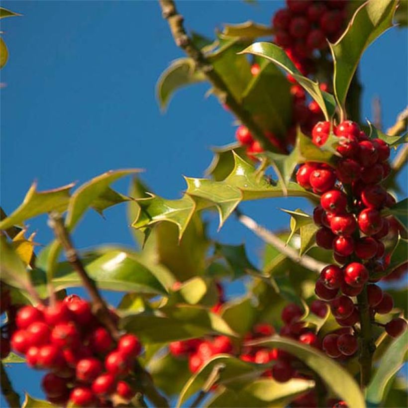 Fruchtende Stechpalme JC Van Tol - Ilex aquifolium (Harvest)