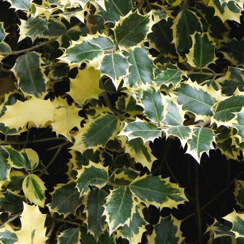 Stechpalme Madame Briot - Ilex aquifolium (Foliage)