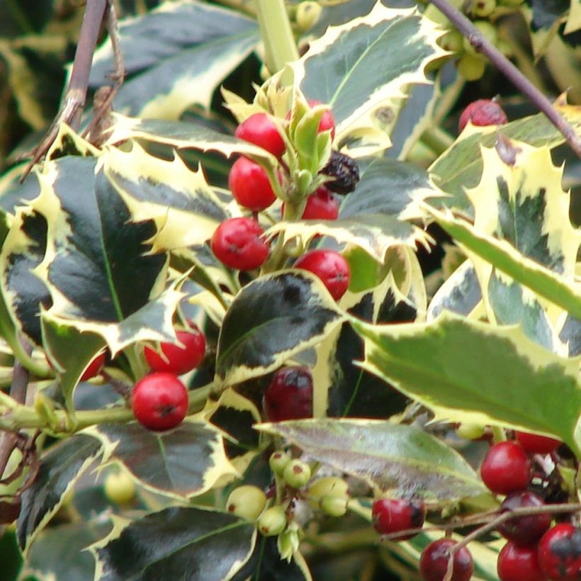 Stechpalme Madame Briot - Ilex aquifolium (Harvest)