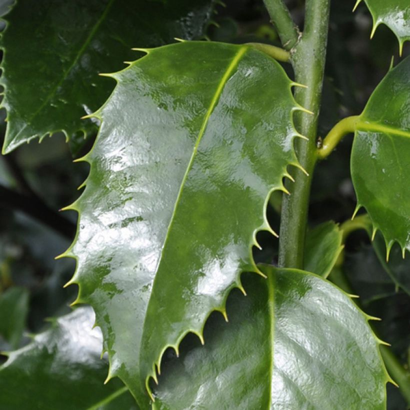 Ilex koehneana Castaenifolia - Kastanienblättrige Stechpalme (Foliage)