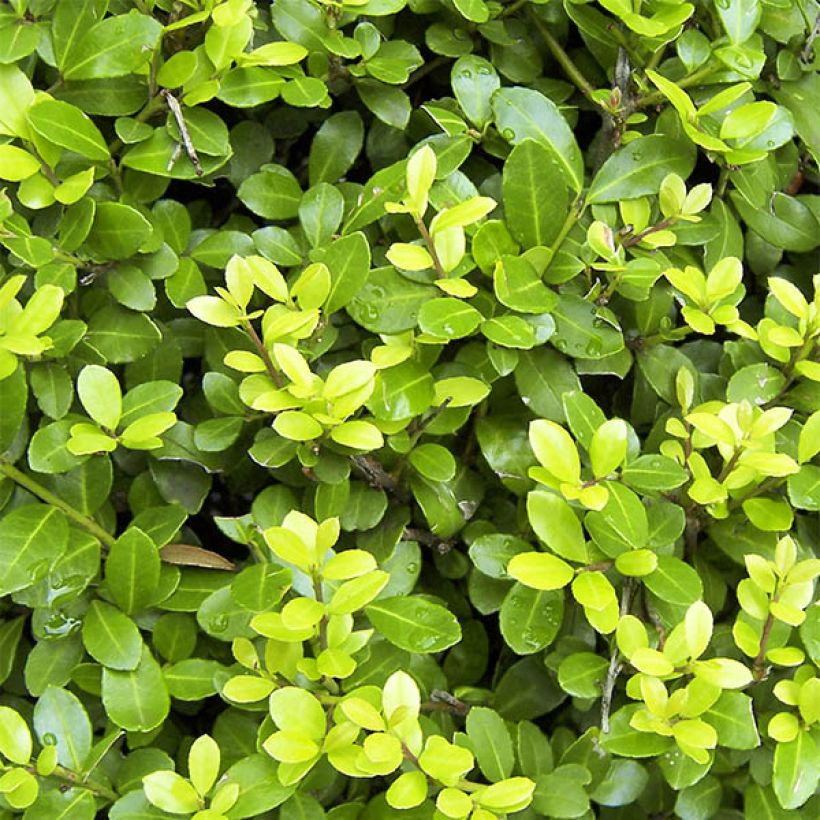 Japanische Stechpalme Blondie - Ilex crenata (Foliage)