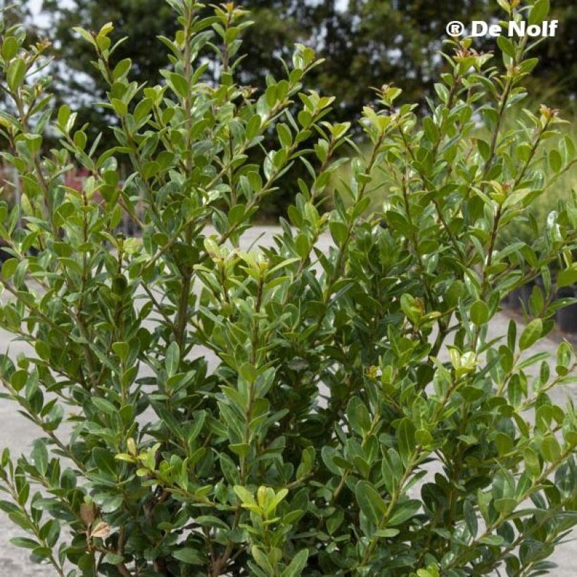 Japanische Stechpalme Caroline Upright - Ilex crenata (Foliage)