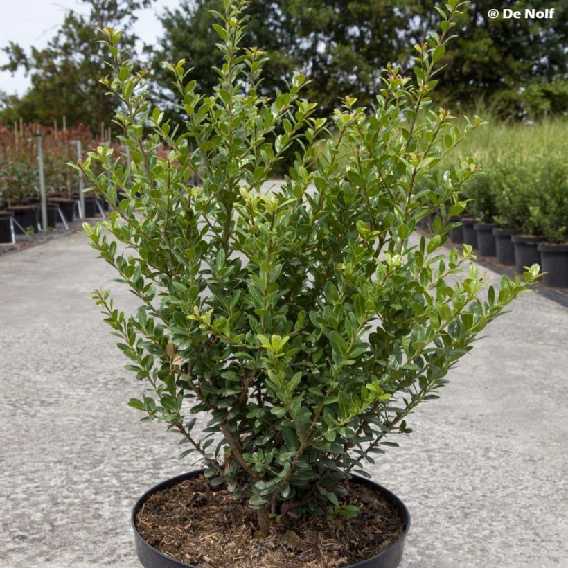 Japanische Stechpalme Caroline Upright - Ilex crenata (Plant habit)