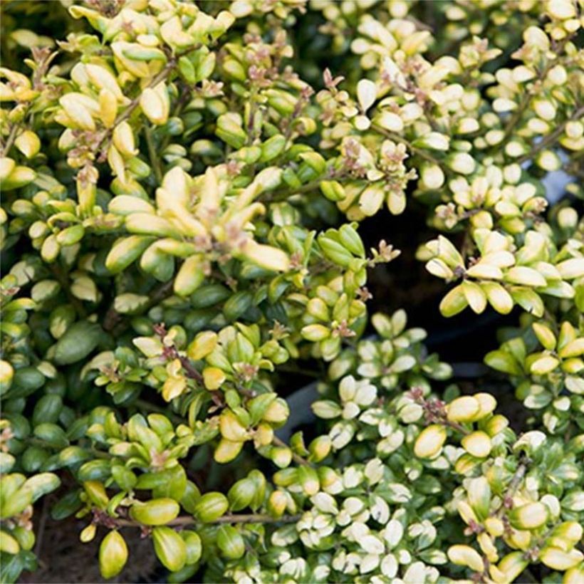 Japanische Stechpalme Convexed Gold - Ilex crenata (Foliage)