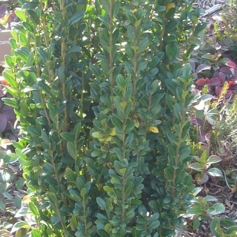 Japanische Stechpalme Fastigiata - Ilex crenata (Foliage)