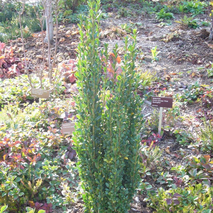 Japanische Stechpalme Fastigiata - Ilex crenata (Plant habit)