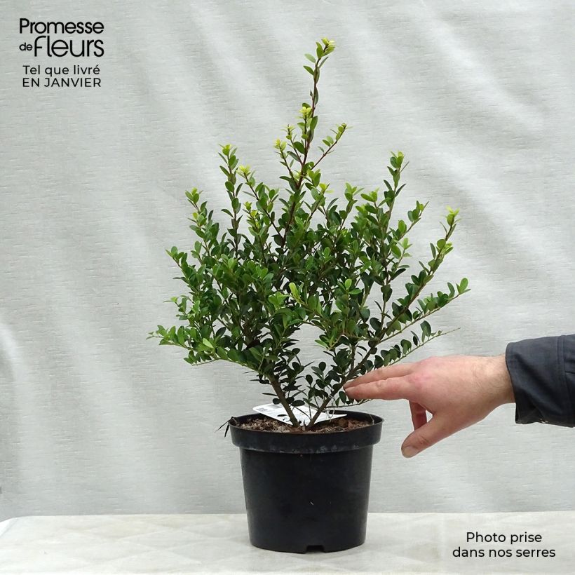 Exemplar von Japanische Stechpalme Green Hedge - Ilex crenata Topf mit 2L/3L wie im Winter geliefert