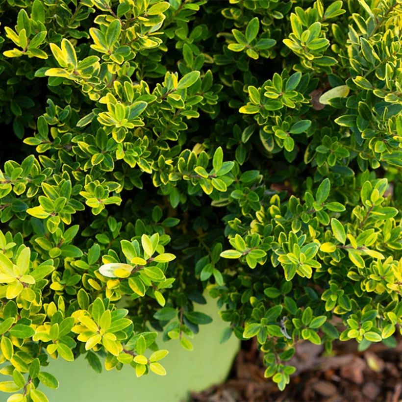 Japanische Stechpalme Lingold - Ilex crenata (Foliage)