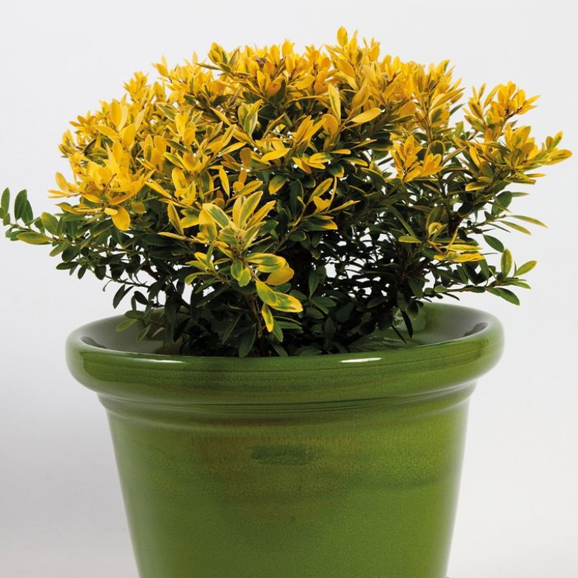 Japanische Stechpalme Lingold - Ilex crenata (Plant habit)