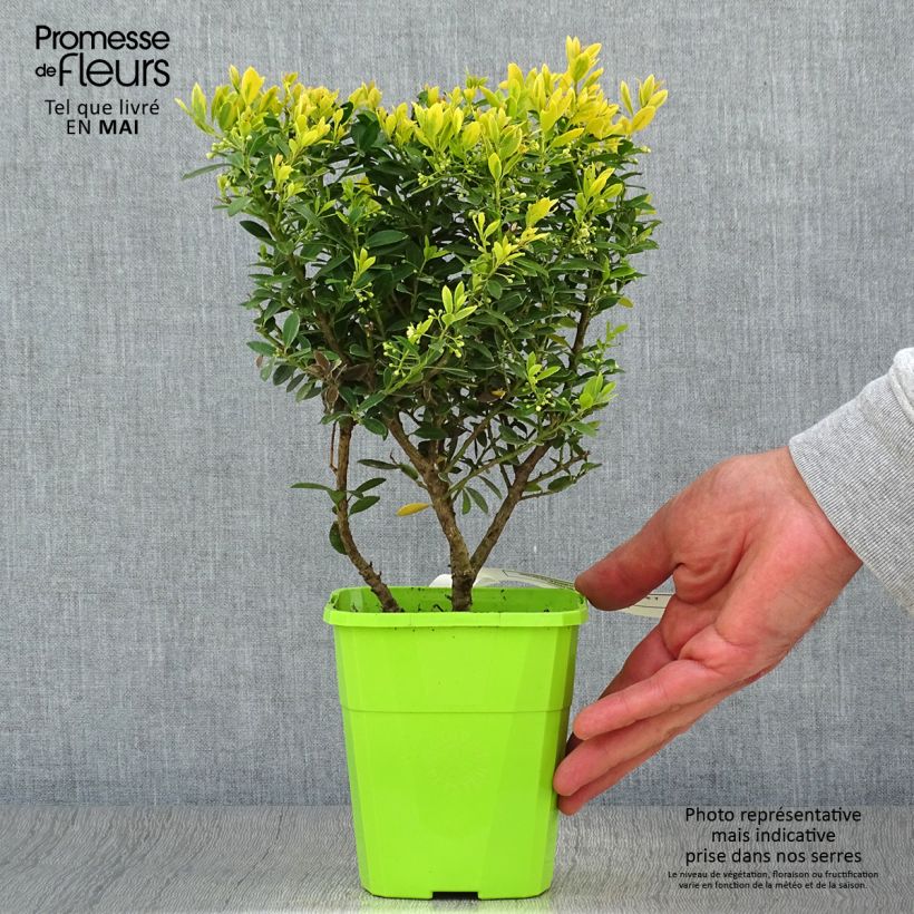 Example of Japanische Stechpalme Lingold - Ilex crenata Topf mit 1L/1,5L as you get in printemps