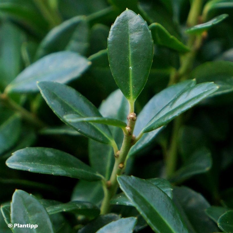 Japanische Stechpalme Luxus Globe - Ilex crenata (Foliage)