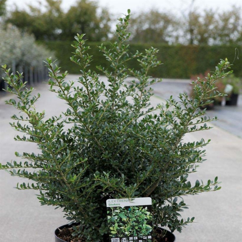 Japanische Stechpalme Stokes - Ilex crenata (Plant habit)
