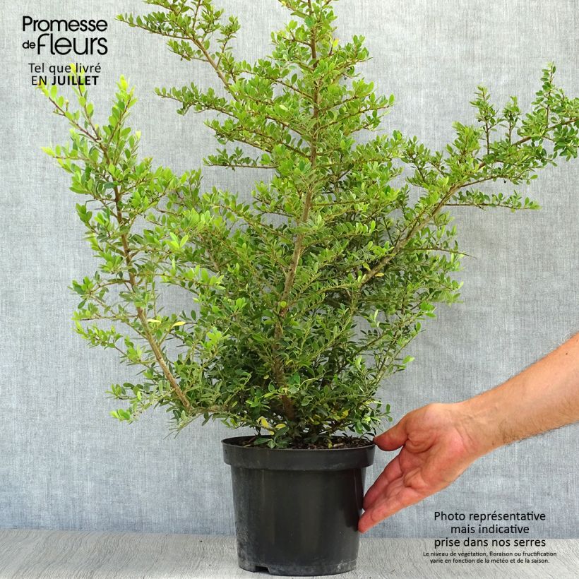 Exemplar von Japanische Stechpalme Stokes - Ilex crenata Topf mit 2L/3L wie im Sommer geliefert