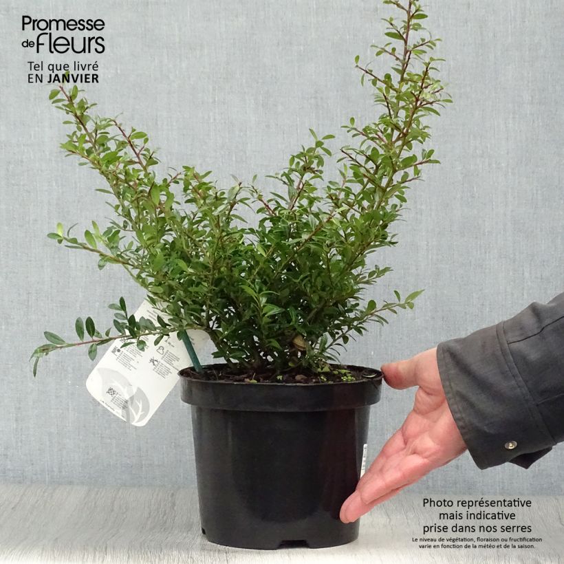 Exemplar von Japanische Stechpalme Stokes - Ilex crenata Topf mit 2L/3L wie im Winter geliefert