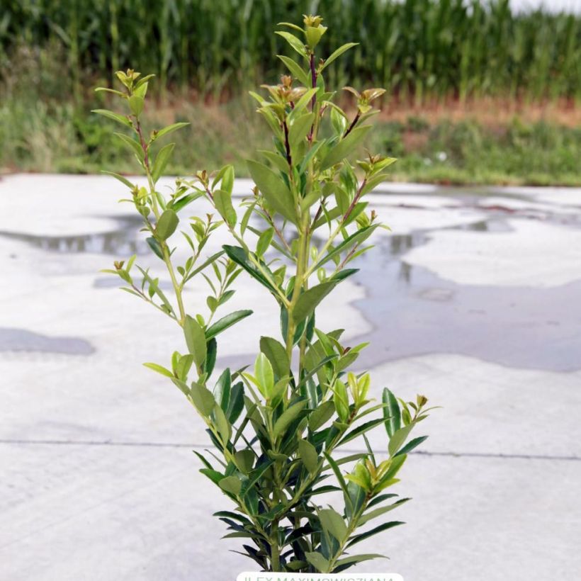 Ilex maximowicziana Kanehirae - Stechpalme (Plant habit)