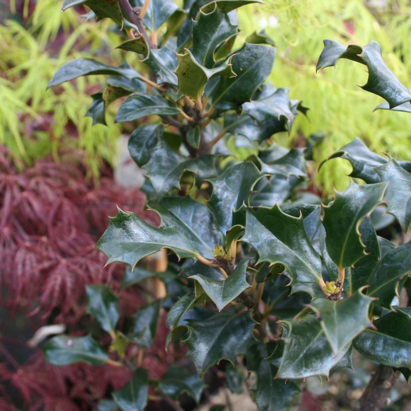 Stechpalme Blue Angel - Ilex meserveae (Foliage)