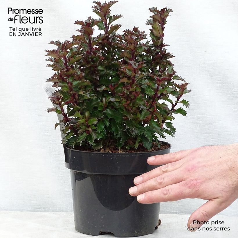 Exemplar von Stechpalme Little Rascal - Ilex meserveae Topf mit 3L/4L wie im Winter geliefert