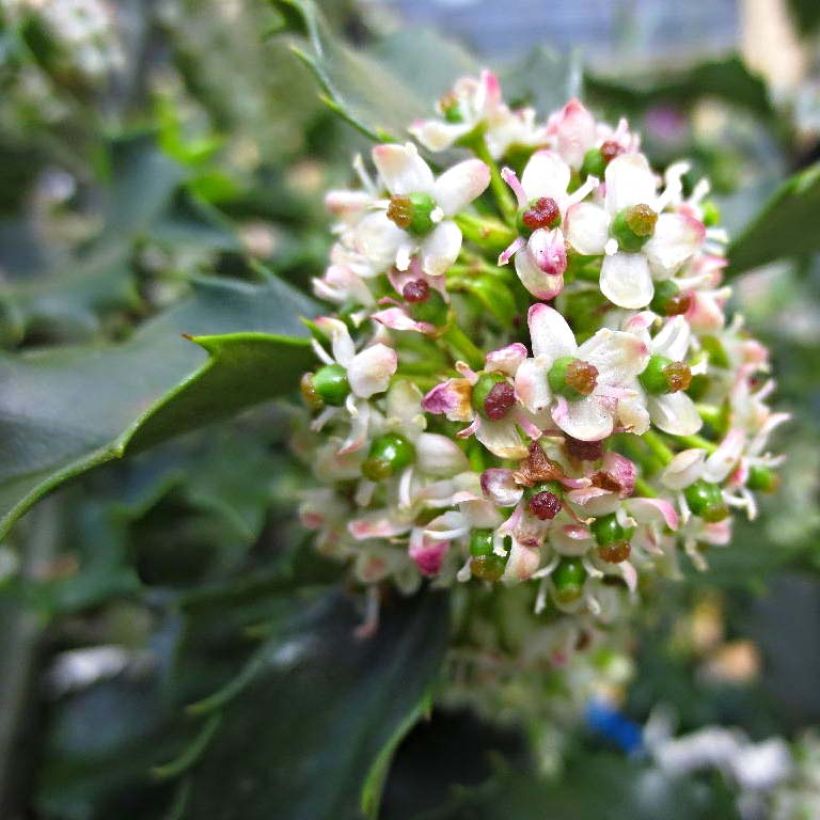 Stechpalme Blue princess - Ilex meserveae (Flowering)