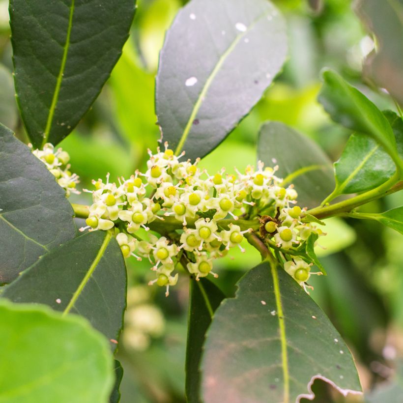 Ilex paraguariensis - Mateteestrauch (Flowering)