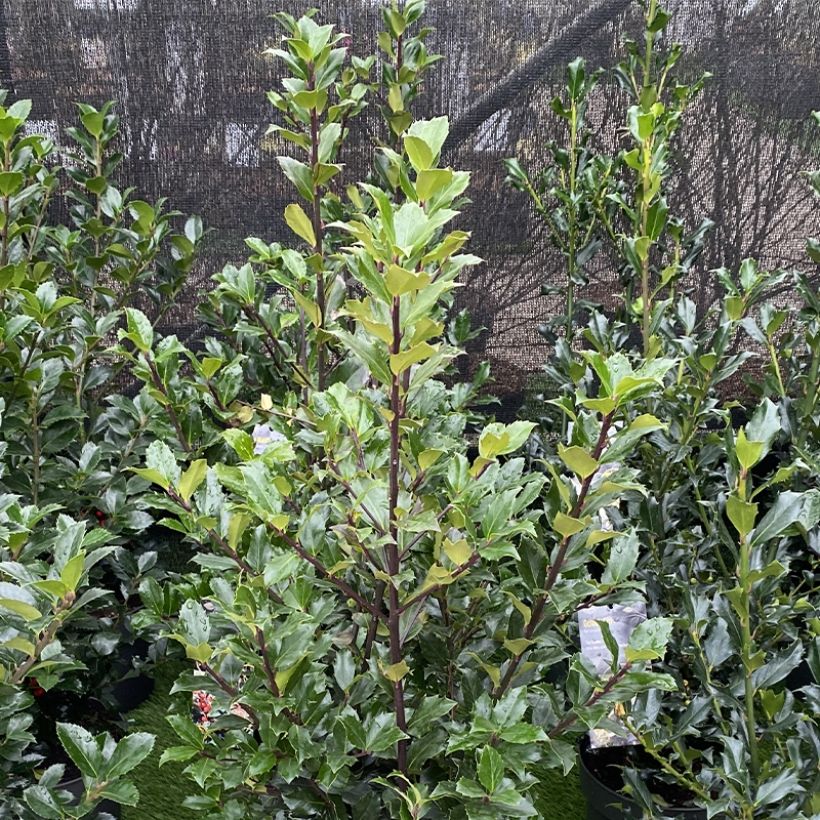 Stechpalme Mesid - Ilex meserveae (Plant habit)