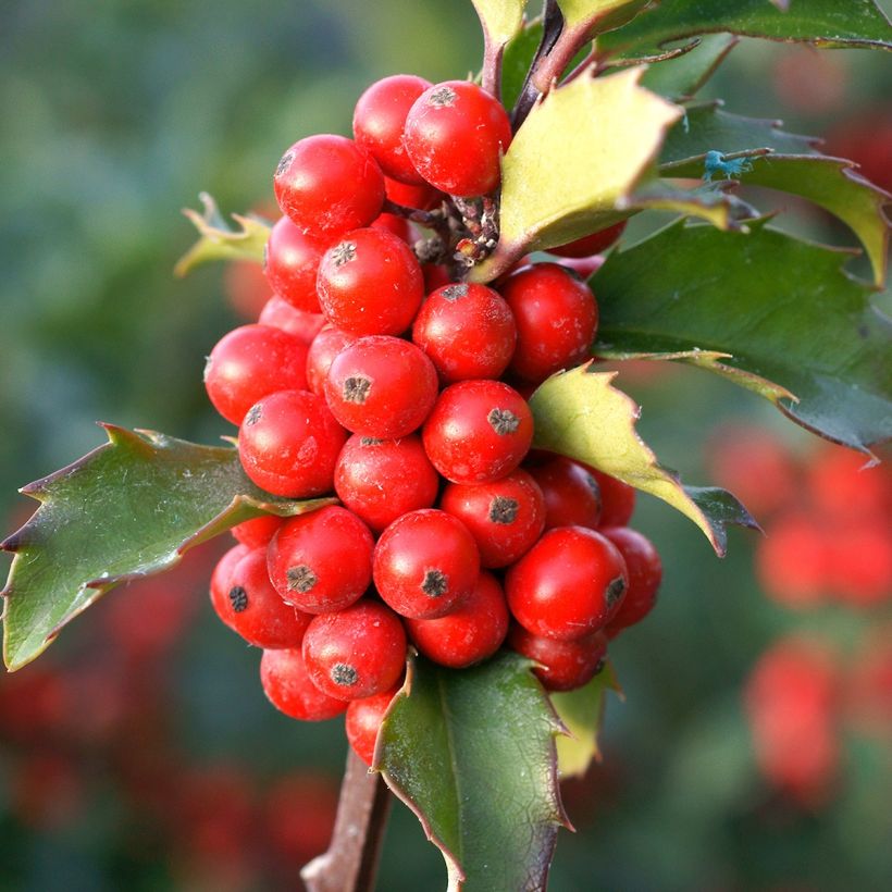 Stechpalme Mesid - Ilex meserveae (Harvest)