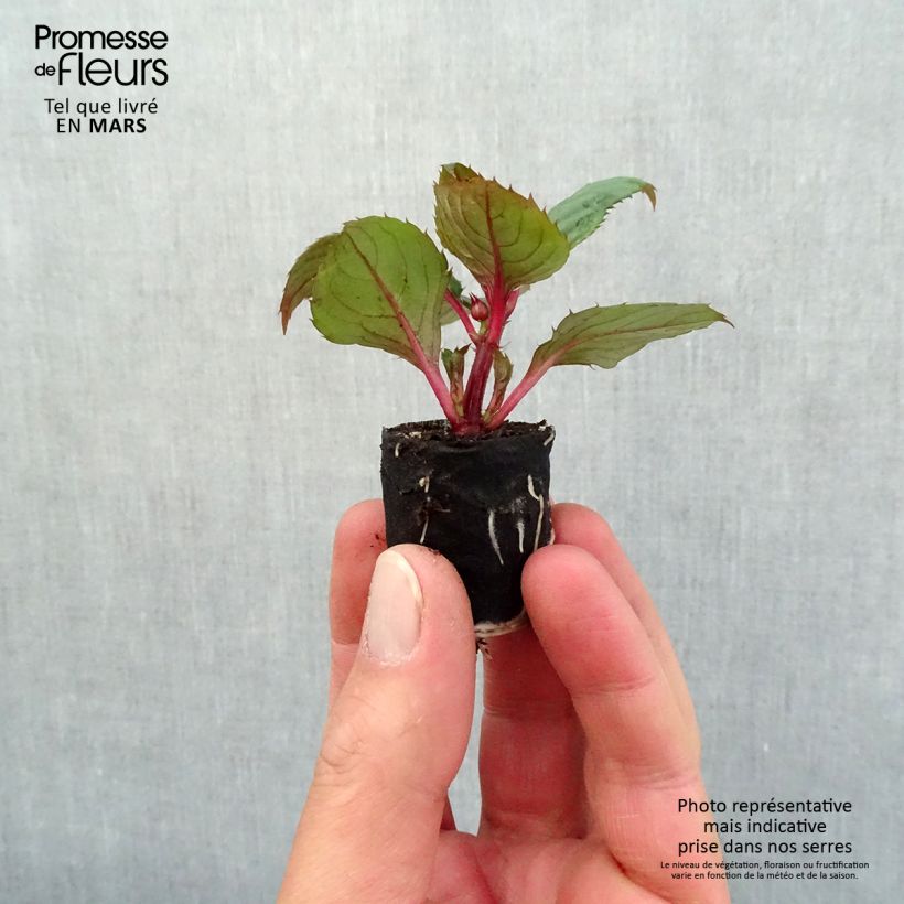 Example of Sonnenlieschen Sunpatiens Compact Blush Pink - Impatiens Mini-Plug Ø 3/4 cm as you get in printemps