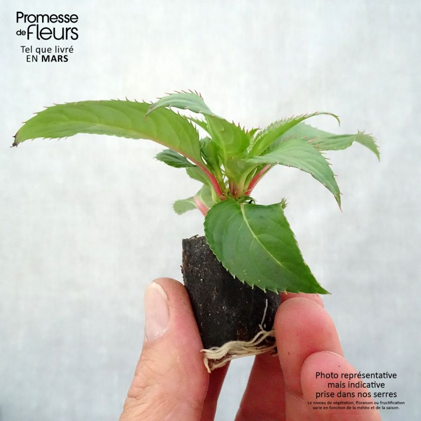 Example of Sonnenlieschen Sunpatiens Compact Red - Impatiens Mini-Plug Ø 3/4 cm as you get in printemps