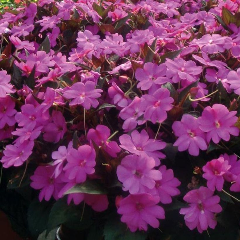 Sonnenlieschen SunPatiens Vigorous Lavender - Impatiens (Flowering)