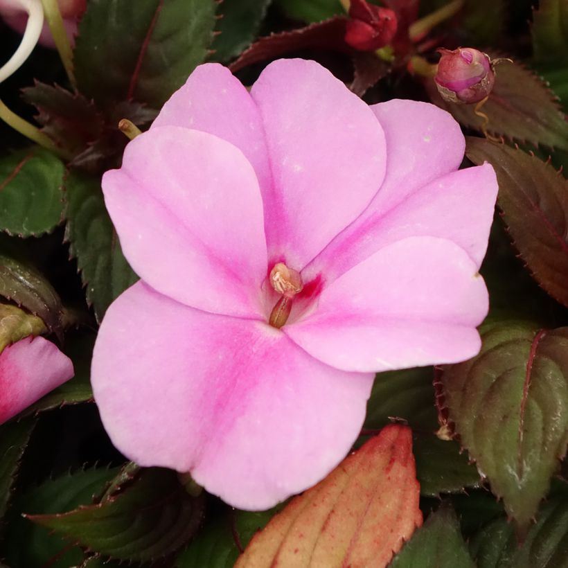 Sonnenlieschen SunPatiens Vigorous Lavender - Impatiens (Blüte)