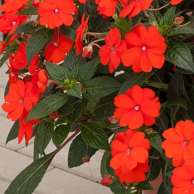 Sonnenlieschen SunPatiens Vigorous Orange Improved - Impatiens (Foliage)