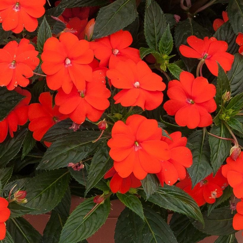 Sonnenlieschen SunPatiens Vigorous Orange Improved - Impatiens (Flowering)