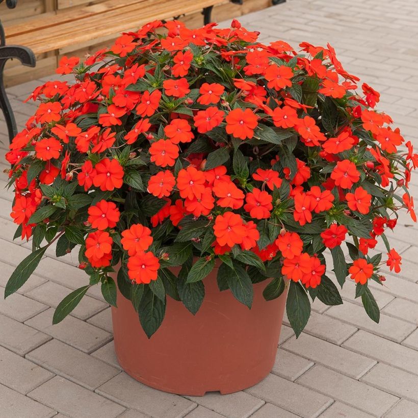 Sonnenlieschen SunPatiens Vigorous Orange Improved - Impatiens (Plant habit)