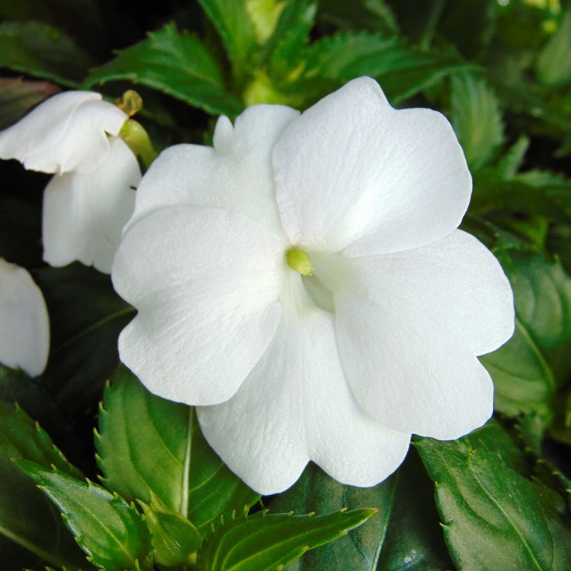 Sonnenlieschen Sunpatiens Compact Blanc - Impatiens (Flowering)