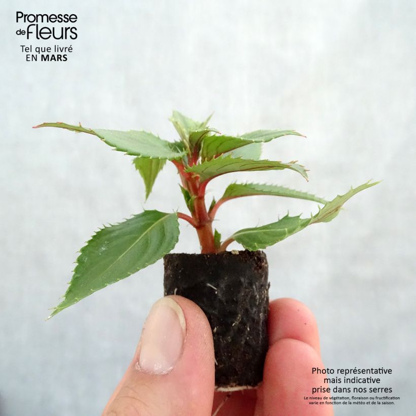Example of Sonnenlieschen SunPatiens Vigorous Pink Pearl - Impatiens Mini-Plug Ø 3/4 cm as you get in printemps