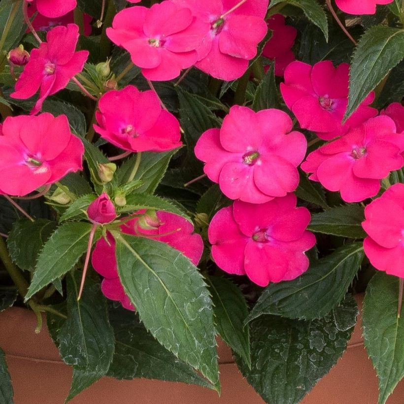 Sonnenlieschen SunPatiens Vigorous Rose Pink - Impatiens (Foliage)