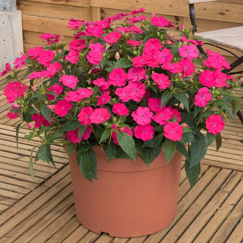 Sonnenlieschen SunPatiens Vigorous Rose Pink - Impatiens (Plant habit)