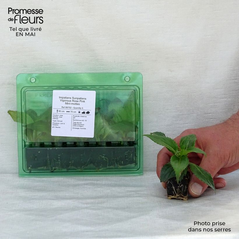 Example of Sonnenlieschen SunPatiens Vigorous Rose Pink - Impatiens Mini-Plug Ø 3/4 cm as you get in printemps